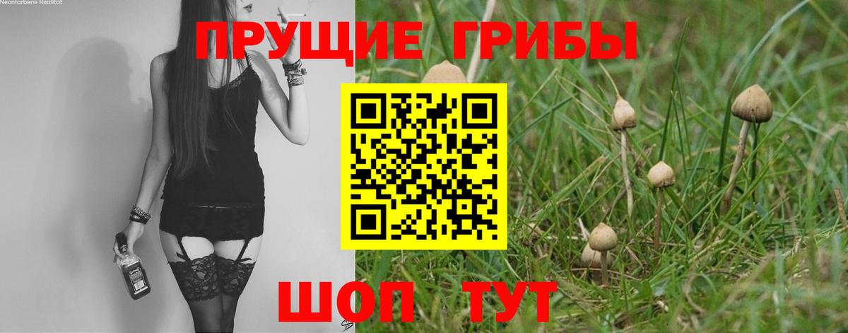 Псилоцибиновые грибы Psilocybine cubensis Ейск